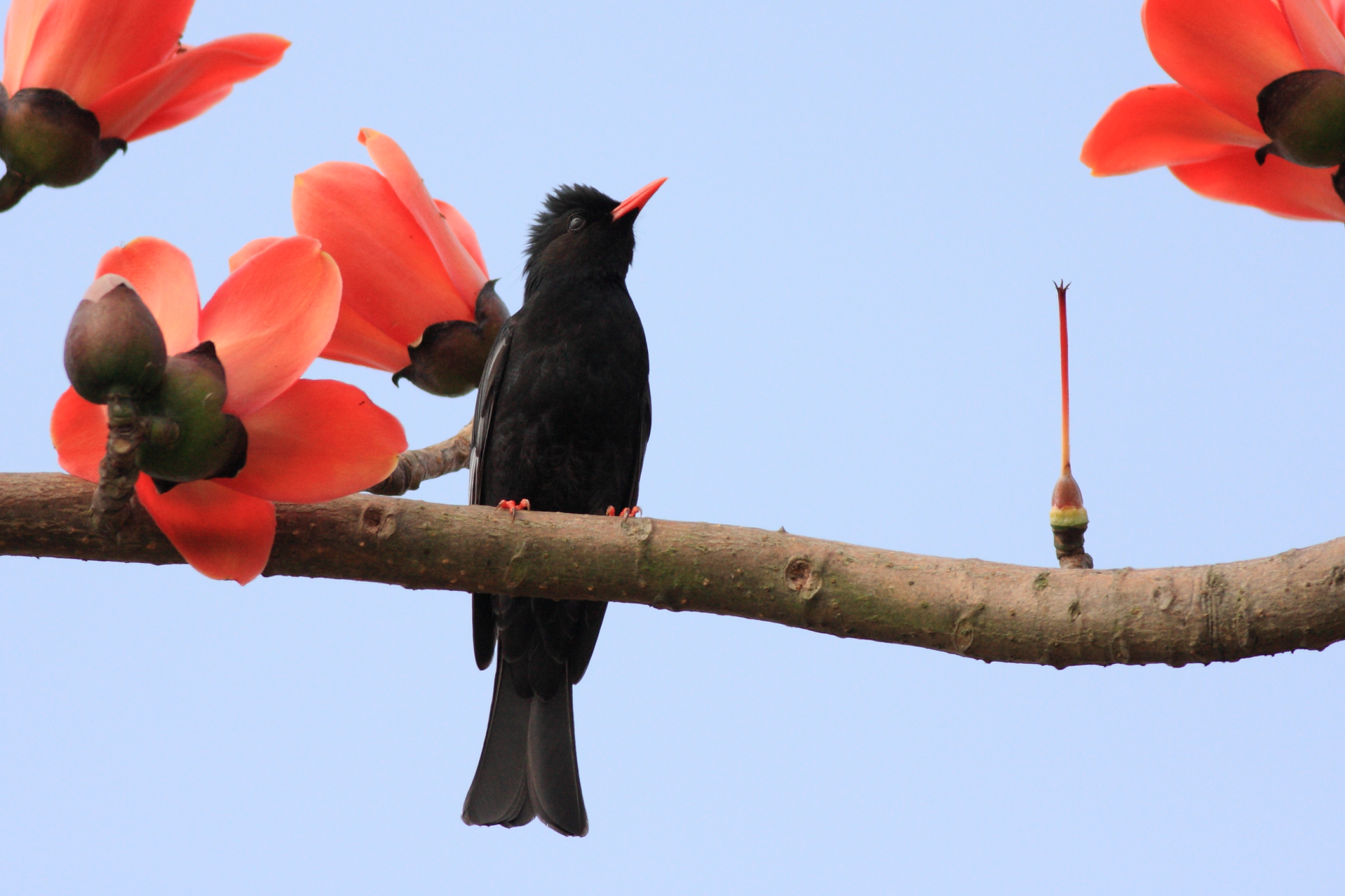 紅嘴黑鵯 _趙偉凱.jpg