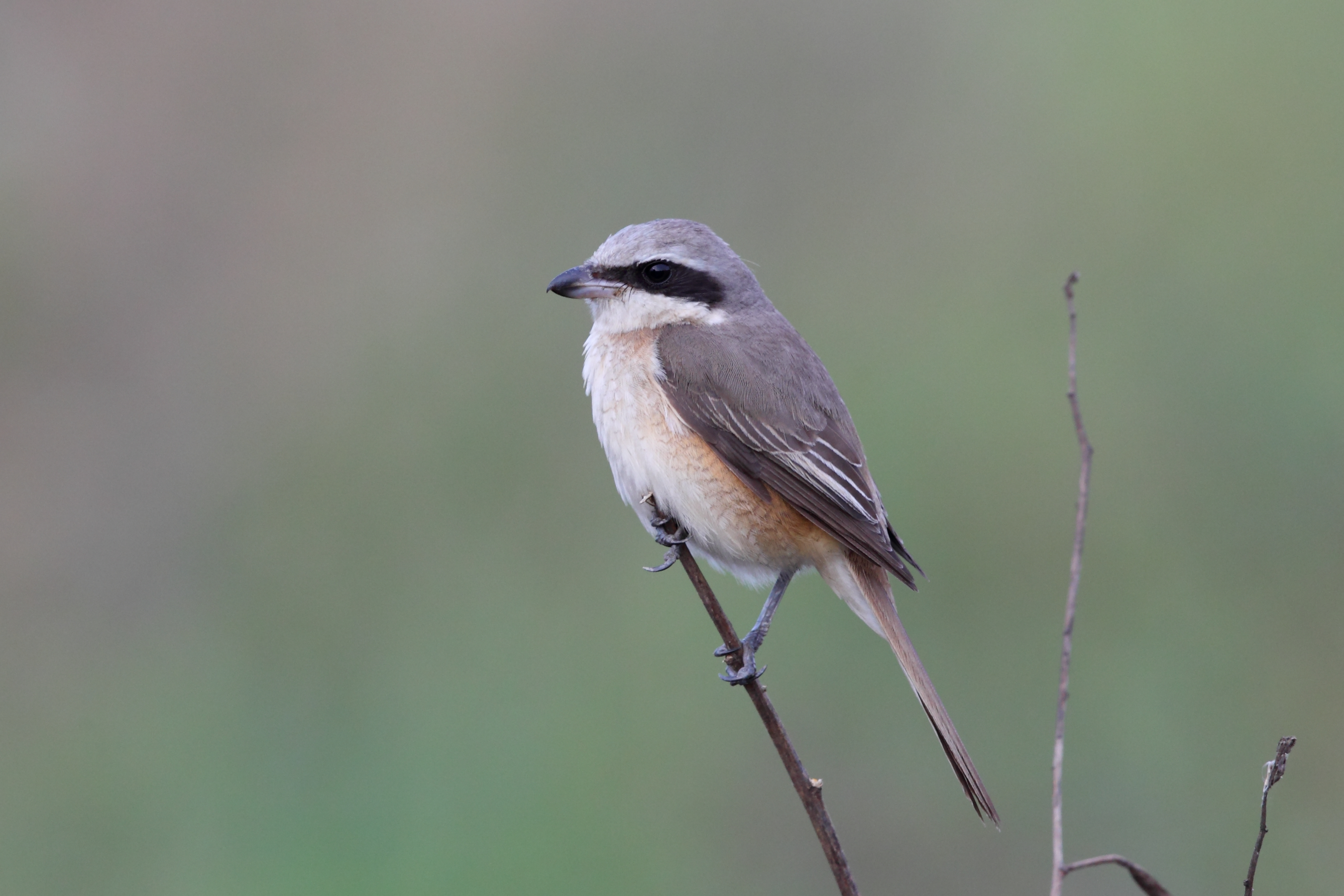 紅尾伯勞 by趙偉凱.jpg