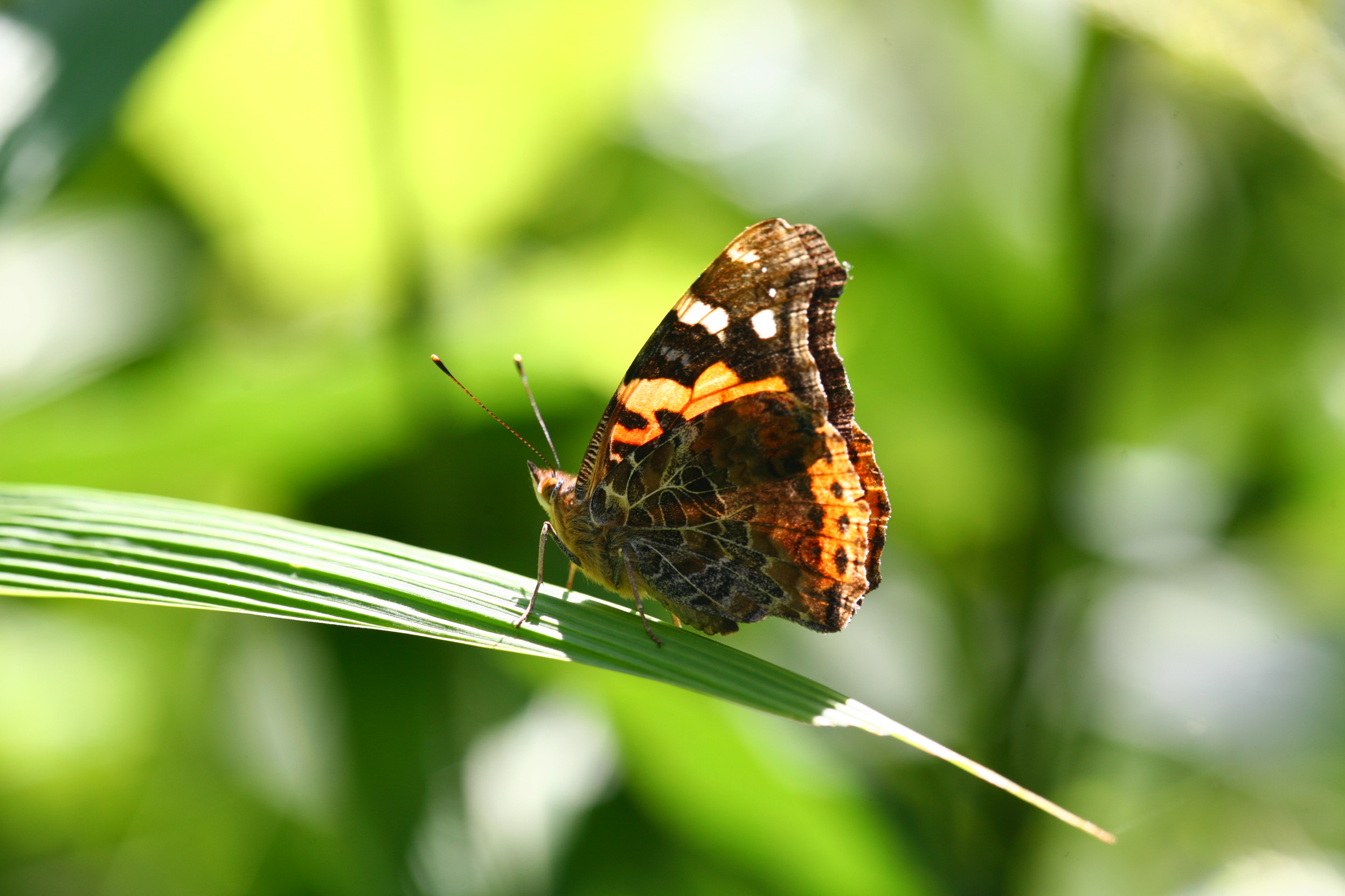 紅蛺蝶IMG_2224 (76).jpg