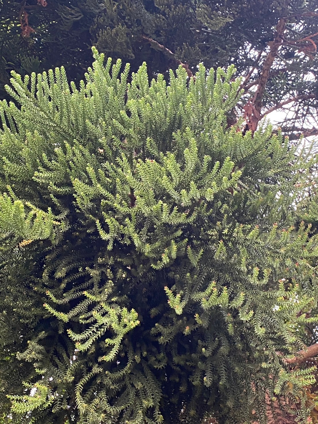 肯氏南洋杉 (2).jpg