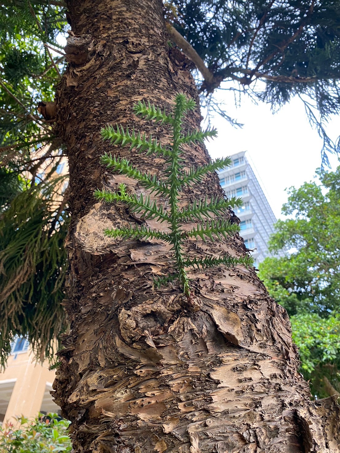 肯氏南洋杉 (3).jpg