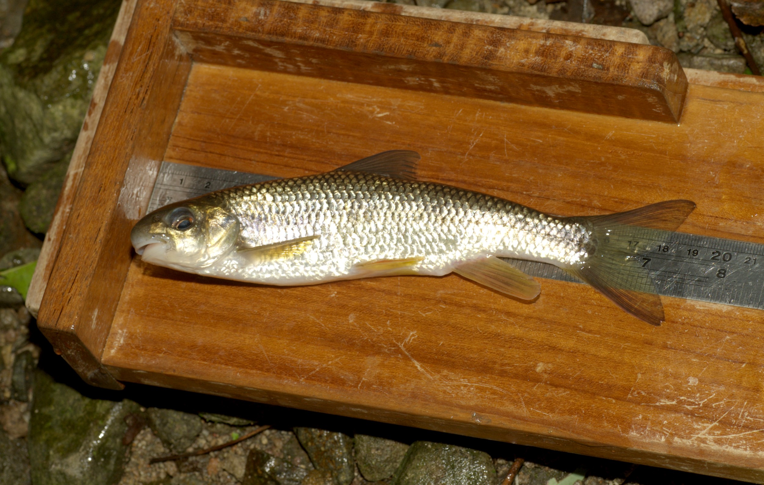 臺灣鏟頷魚 by李承恩.jpg