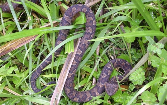 菊池池龜殼花 (1).jpg