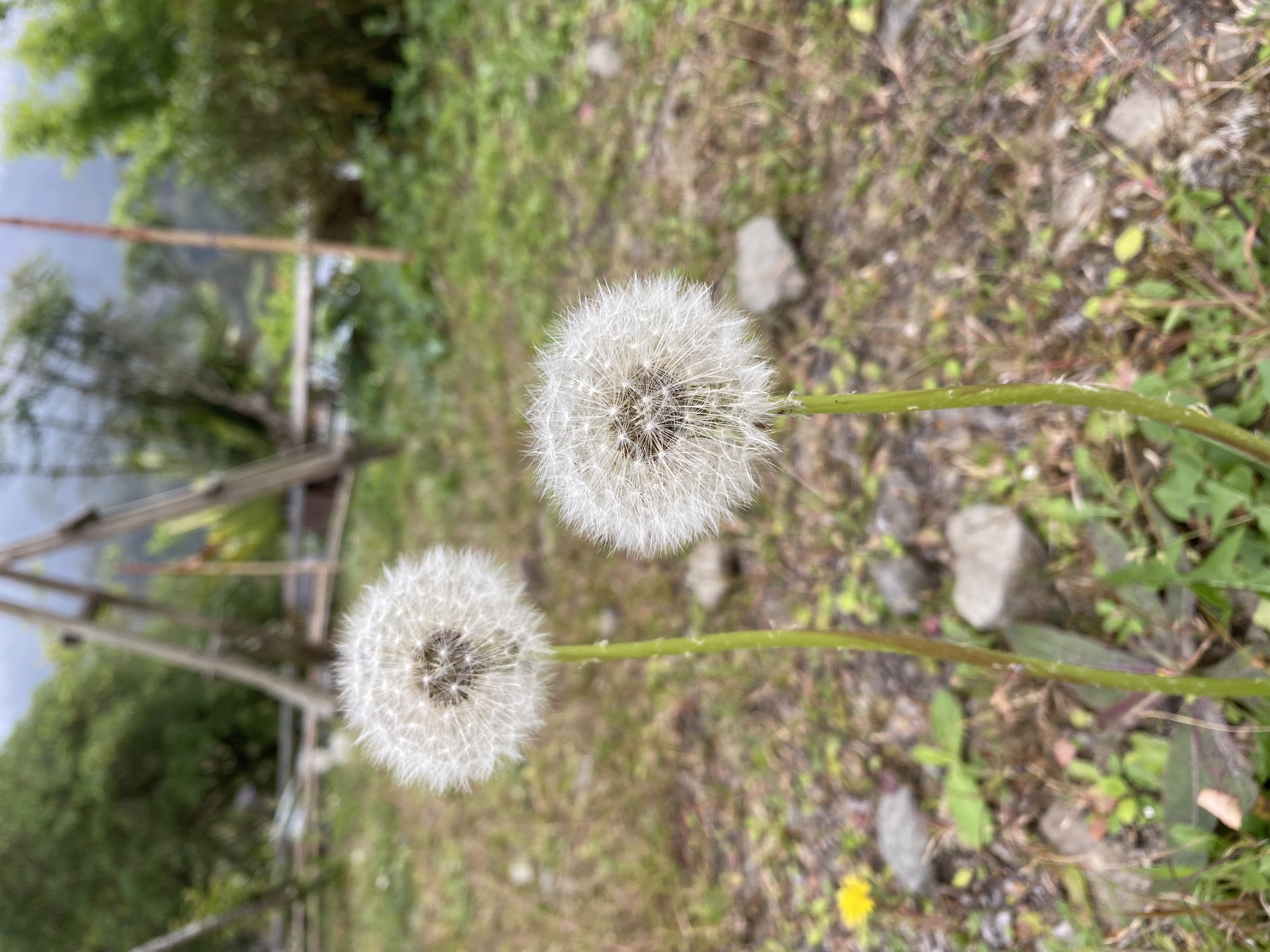 西洋蒲公英 (2).jpg