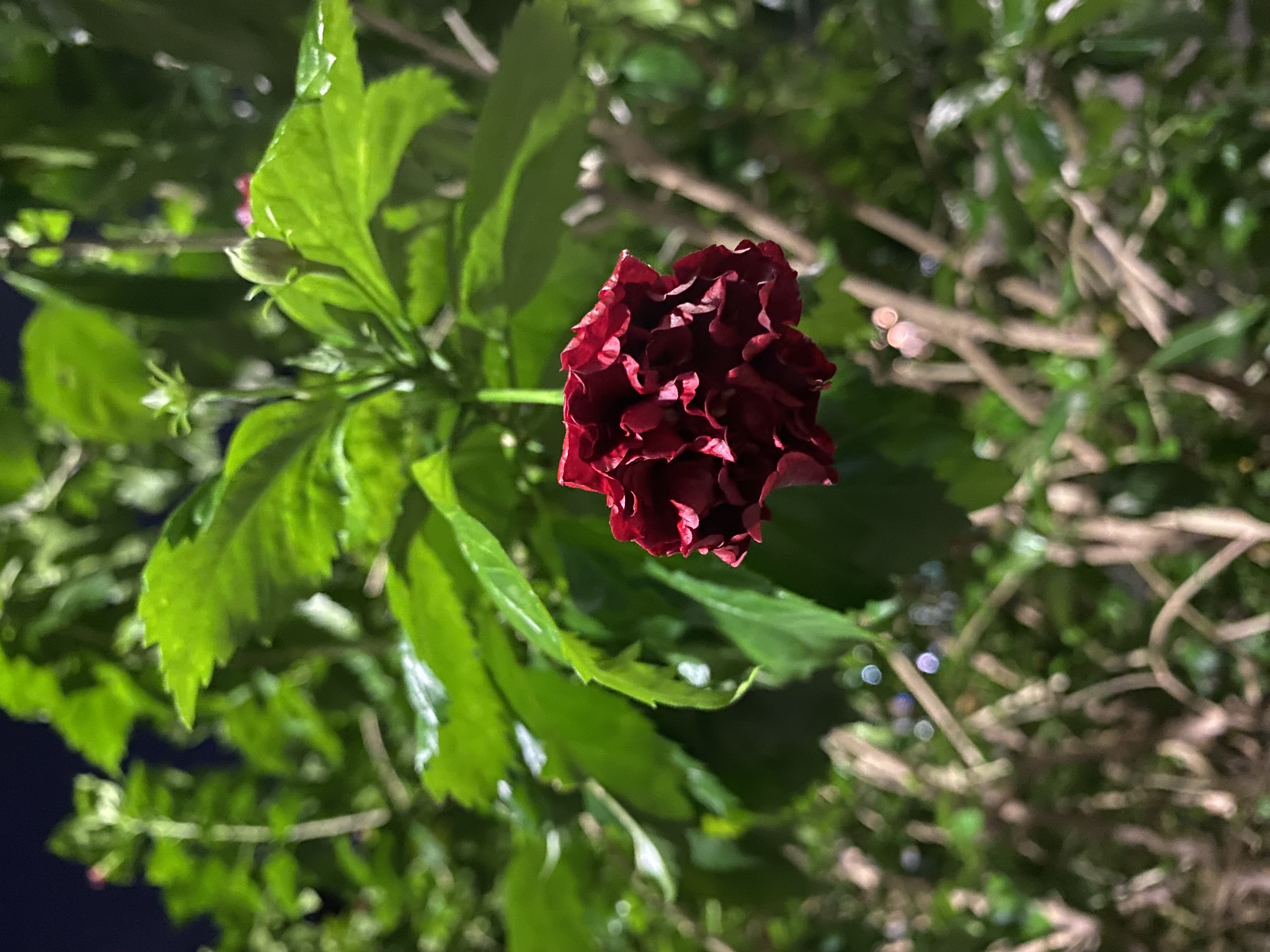 重瓣朱槿 (3).jpg