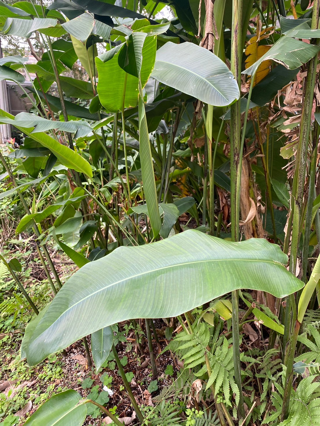 金鳥赫蕉 (2).jpg