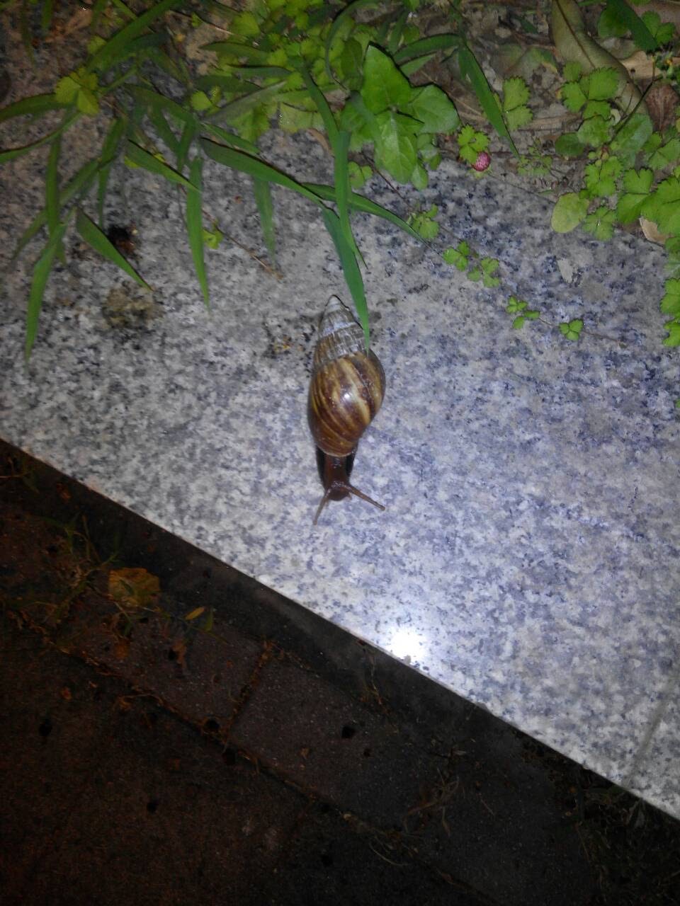 非洲大蝸牛 _林家琪.jpg