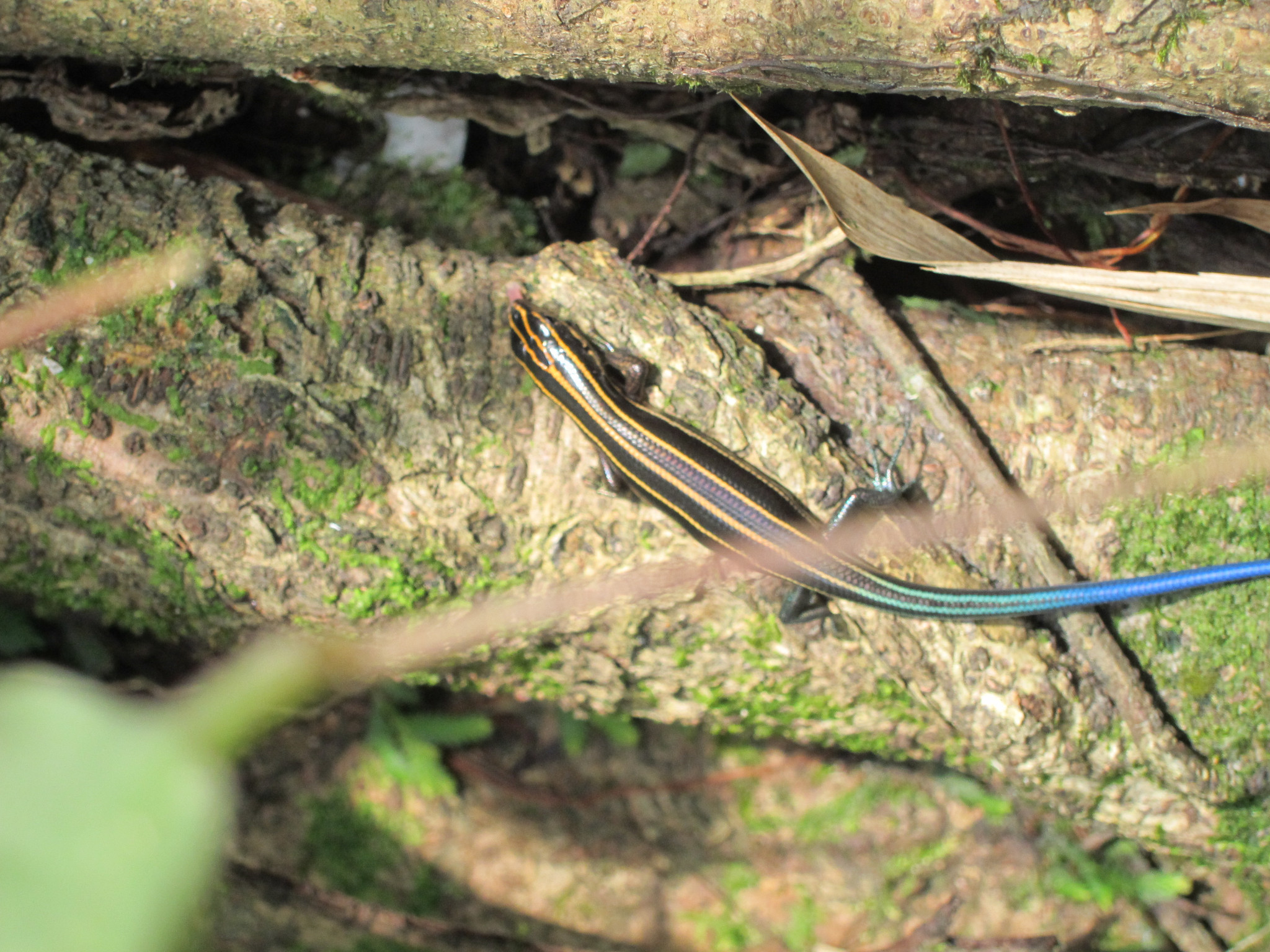 麗文石籠子幼體1 by林家琪.jpg