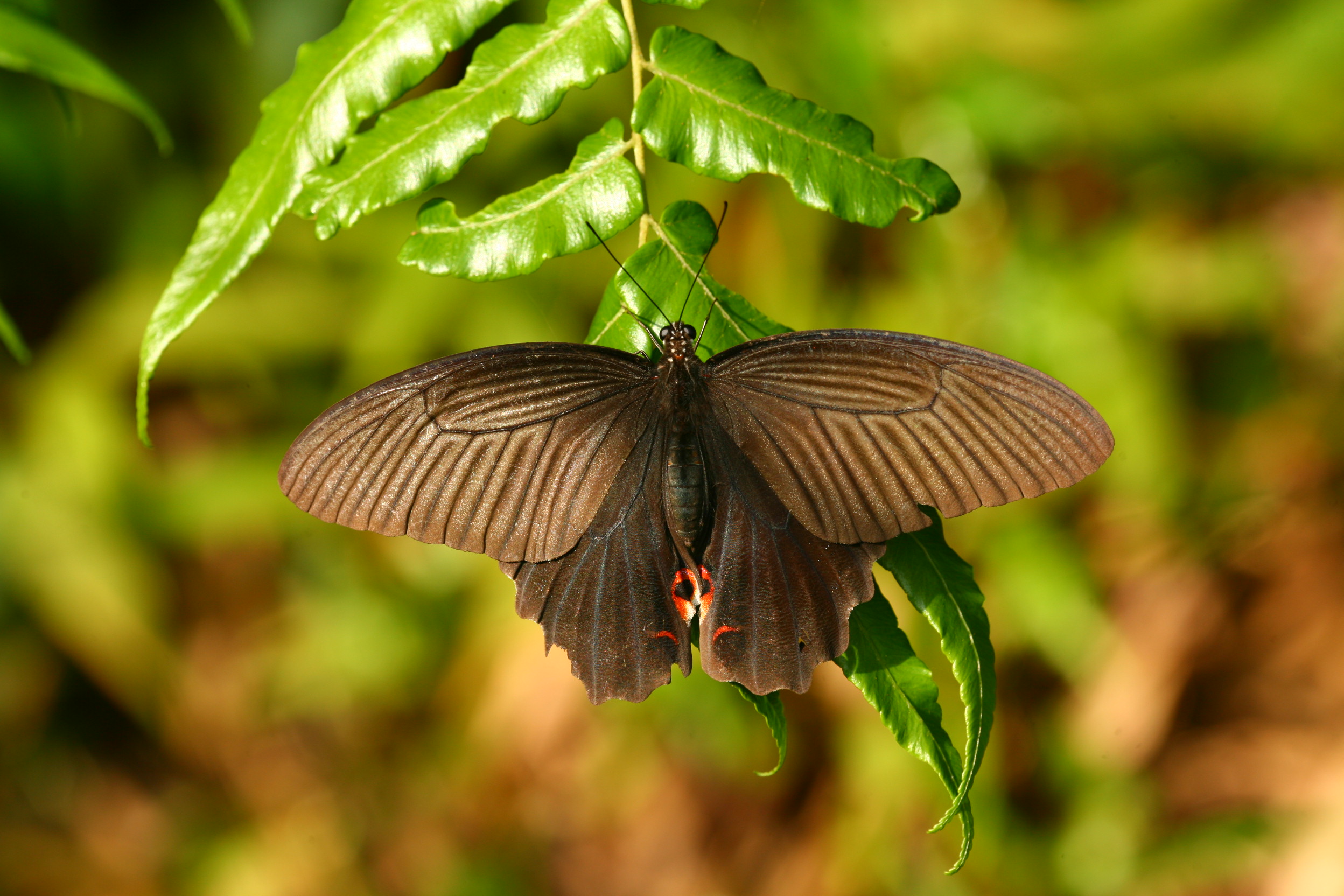 黑鳳蝶 IMG_1487 (72).jpg