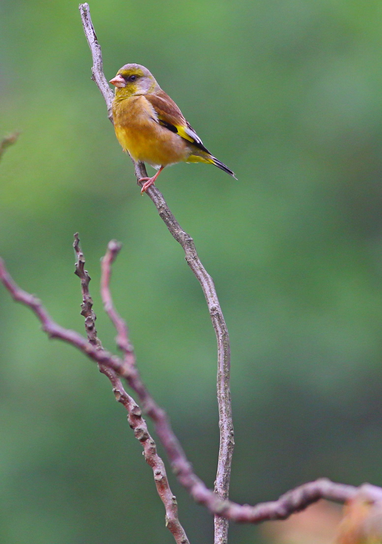 8Z4A7313 金翅雀- 複製.jpg