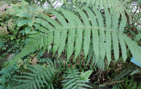A_MIN_803_鱗蓋鳳尾蕨.jpg